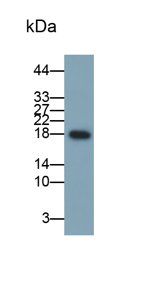 Polyclonal Antibody to Interleukin 6 (IL6)
