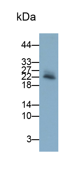 Polyclonal Antibody to Interleukin 6 (IL6)