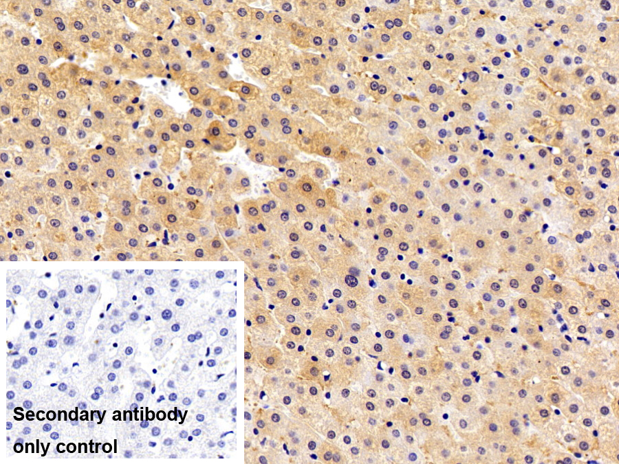 Polyclonal Antibody to Leptin (LEP)