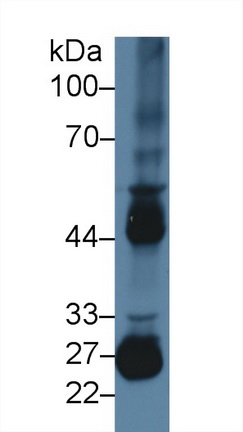 Polyclonal Antibody to Matrix Metalloproteinase 10 (MMP10)