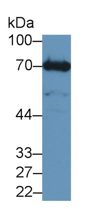 Polyclonal Antibody to Matrix Metalloproteinase 13 (MMP13)