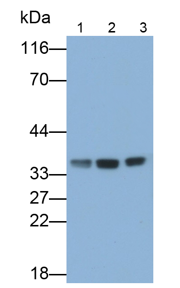 Polyclonal Antibody to Matrix Metalloproteinase 13 (MMP13)
