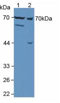 Polyclonal Antibody to Matrix Metalloproteinase 13 (MMP13)