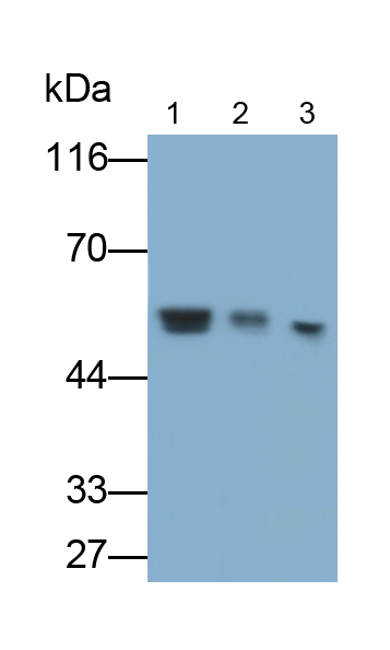 Polyclonal Antibody to Matrix Metalloproteinase 13 (MMP13)