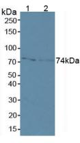 Polyclonal Antibody to Matrix Metalloproteinase 2 (MMP2)