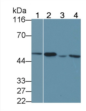 Polyclonal Antibody to Matrix Metalloproteinase 3 (MMP3)