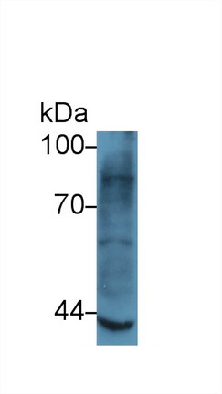 Polyclonal Antibody to Matrix Metalloproteinase 3 (MMP3)