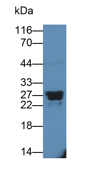 Polyclonal Antibody to Matrix Metalloproteinase 7 (MMP7)