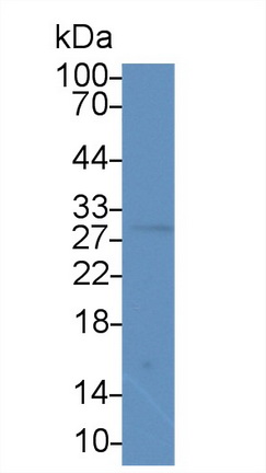 Polyclonal Antibody to Matrix Metalloproteinase 7 (MMP7)