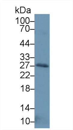 Polyclonal Antibody to Neurotrophin 3 (NT3)