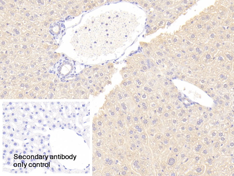 Polyclonal Antibody to Osteoprotegerin (OPG)