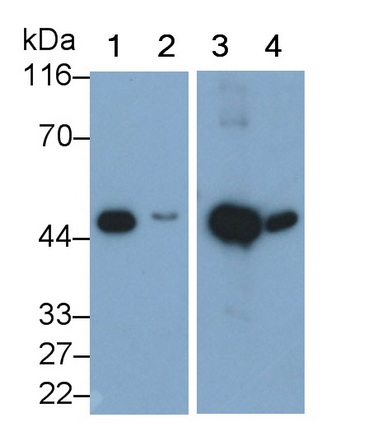 Polyclonal Antibody to Creatine Kinase, Muscle (CKM)