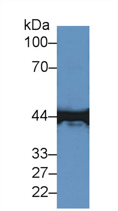 Polyclonal Antibody to Creatine Kinase, Muscle (CKM)