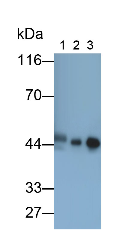 Polyclonal Antibody to Creatine Kinase, Muscle (CKM)