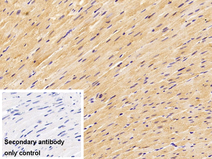 Polyclonal Antibody to Creatine Kinase, Muscle (CKM)