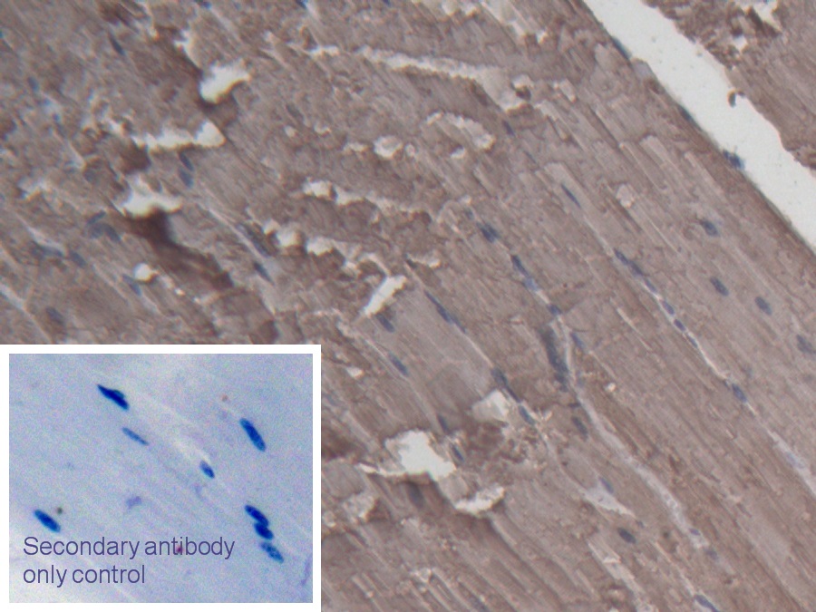 Polyclonal Antibody to Creatine Kinase, Muscle (CKM)