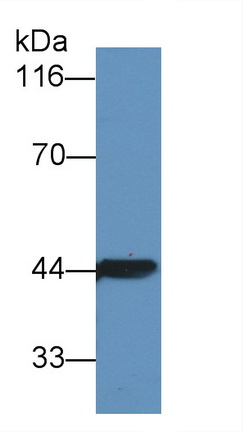 Polyclonal Antibody to Creatine Kinase, Muscle (CKM)