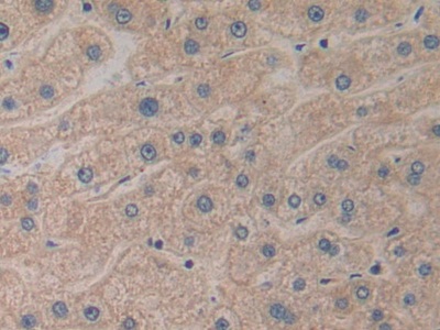 Polyclonal Antibody to Prokineticin 2 (PK2)