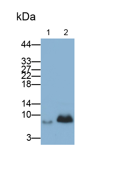 Polyclonal Antibody to Regulated On Activation In Normal T-Cell Expressed And Secreted (RANTES)