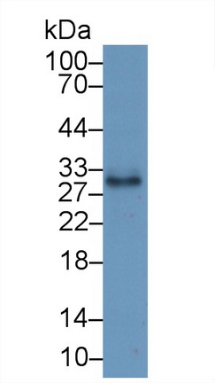 Polyclonal Antibody to Cluster Of Differentiation 40 Ligand (CD40L)