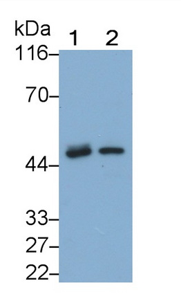 Polyclonal Antibody to Transforming Growth Factor Beta 1 (TGFb1)