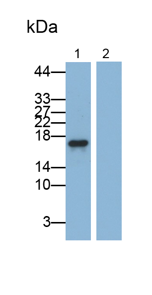 Polyclonal Antibody to Tumor Necrosis Factor Alpha (TNFa)