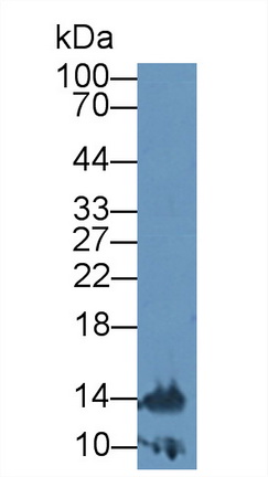 Polyclonal Antibody to Tumor Necrosis Factor Beta (TNFb)