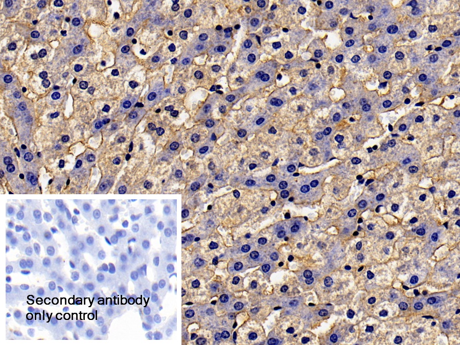 Polyclonal Antibody to Plasminogen Activator, Urokinase (uPA)