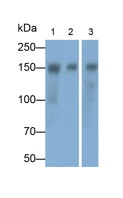 Polyclonal Antibody to Intercellular Adhesion Molecule 5 (ICAM5)