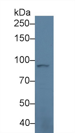 Polyclonal Antibody to Intercellular Adhesion Molecule 5 (ICAM5)