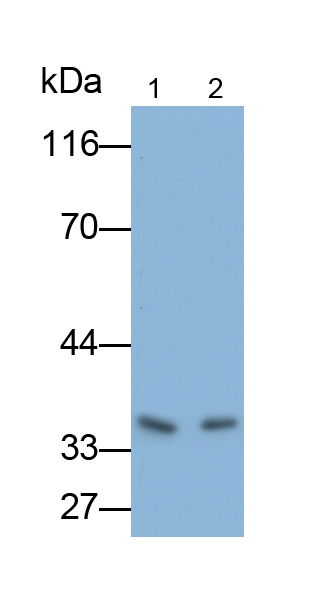 Polyclonal Antibody to Vascular Endothelial Growth Factor A (VEGFA)
