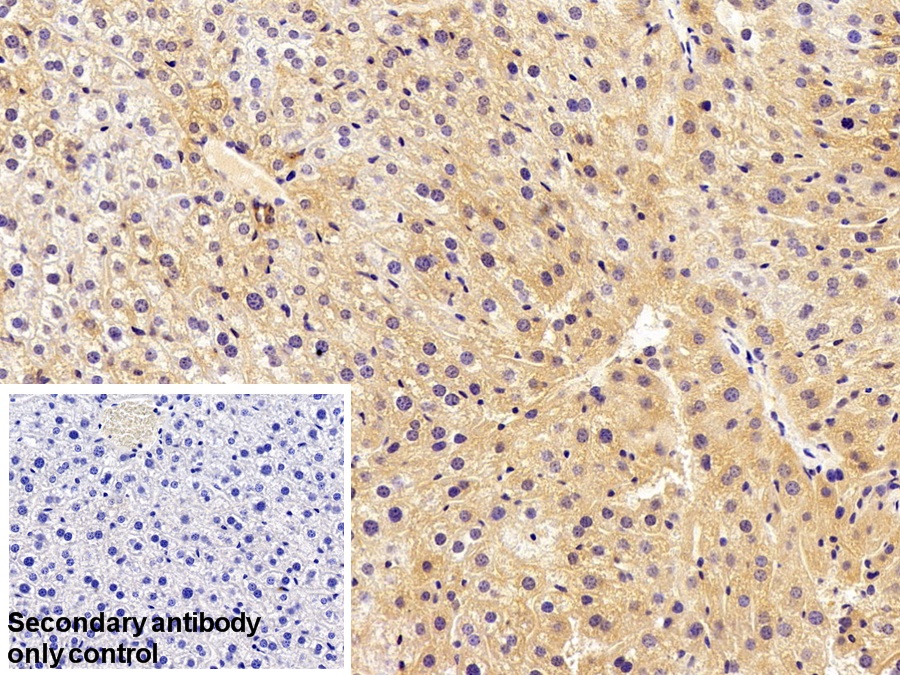 Polyclonal Antibody to Vascular Endothelial Growth Factor A (VEGFA)