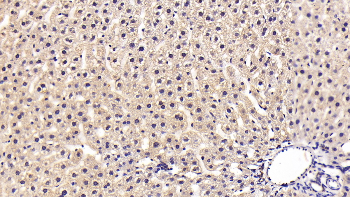 Polyclonal Antibody to Vascular Endothelial Growth Factor A (VEGFA)