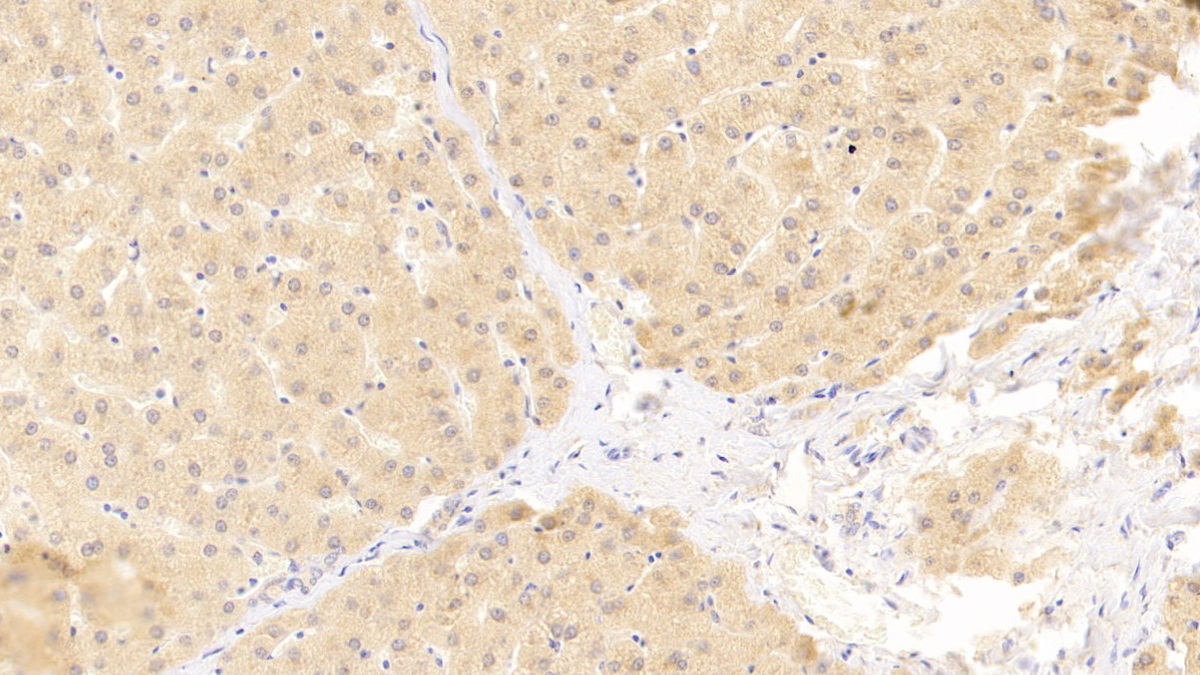 Polyclonal Antibody to Vascular Endothelial Growth Factor B (VEGFB)