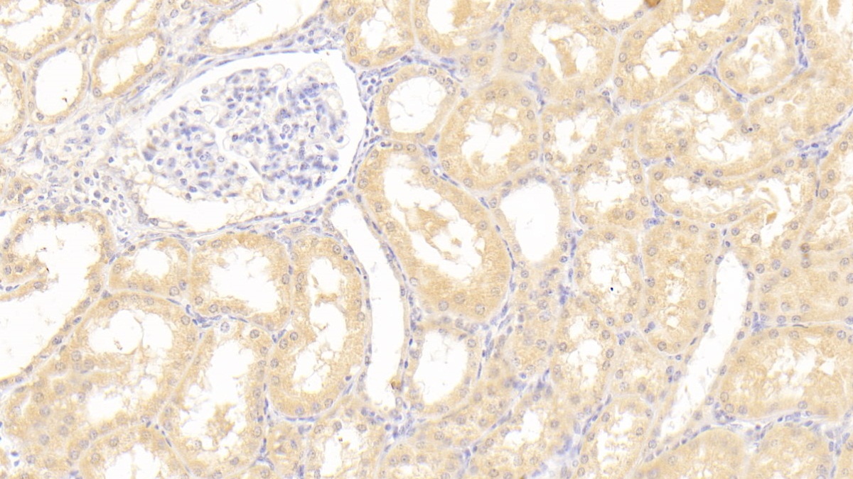 Polyclonal Antibody to Vascular Endothelial Growth Factor B (VEGFB)