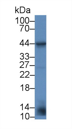 Polyclonal Antibody to Vascular Endothelial Growth Factor C (VEGFC)