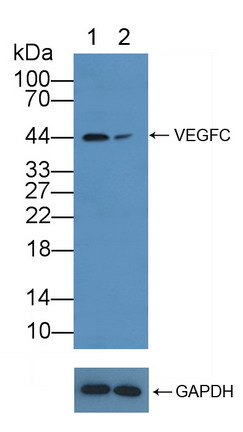 Polyclonal Antibody to Vascular Endothelial Growth Factor C (VEGFC)
