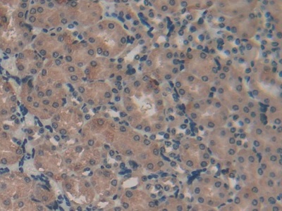 Polyclonal Antibody to Vascular Endothelial Growth Factor C (VEGFC)