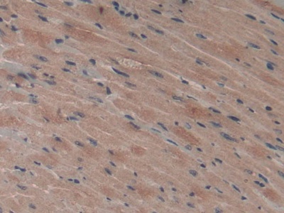 Polyclonal Antibody to Vascular Endothelial Growth Factor C (VEGFC)