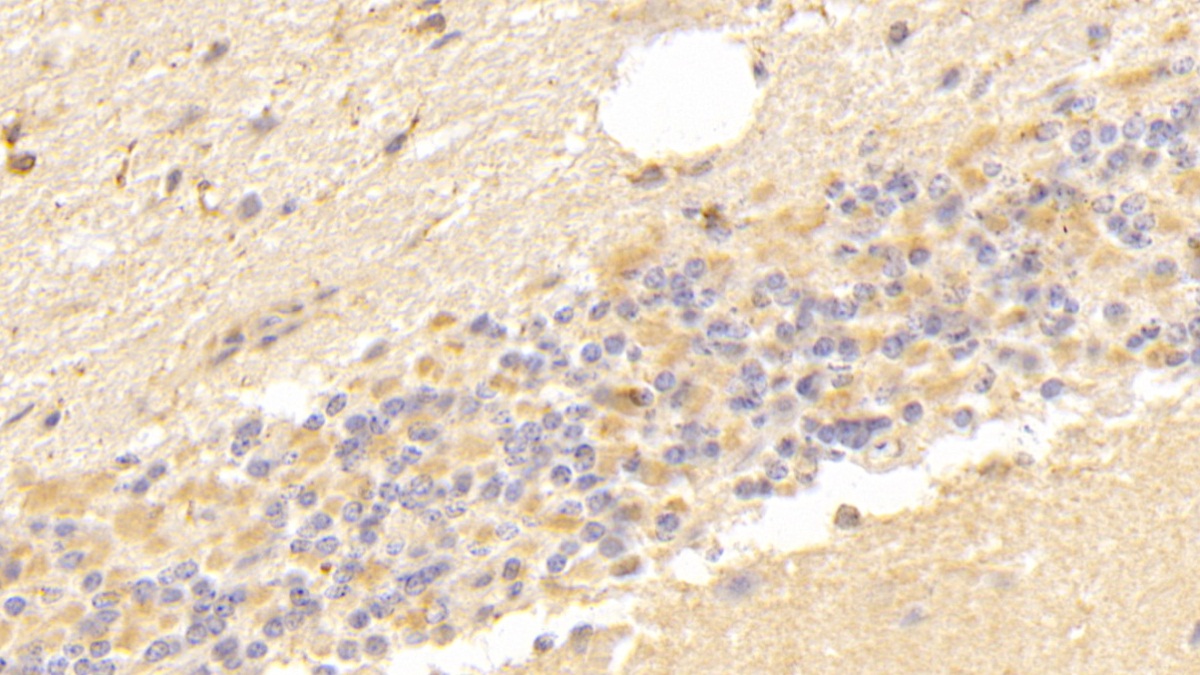 Polyclonal Antibody to Vascular Endothelial Growth Factor D (VEGFD)