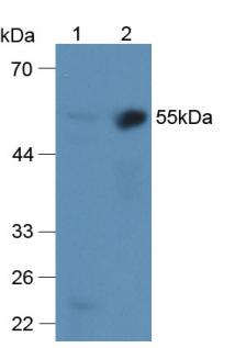 Polyclonal Antibody to Alpha 2-Antiplasmin (a2PI)