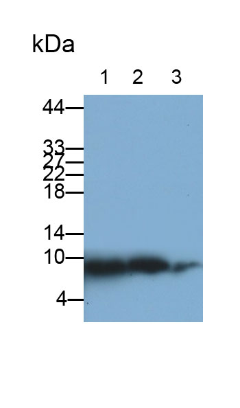 Polyclonal Antibody to Ubiquitin (Ub)