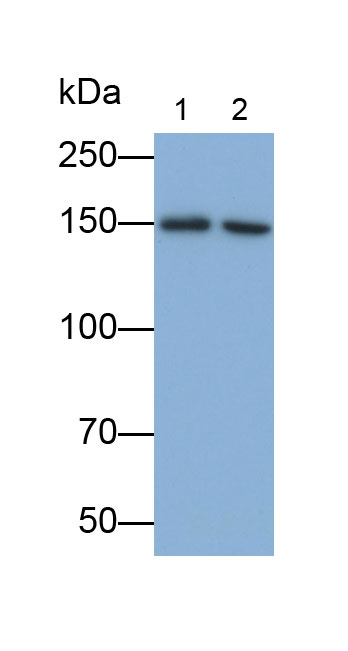 Polyclonal Antibody to Collagen Type III (COL3)