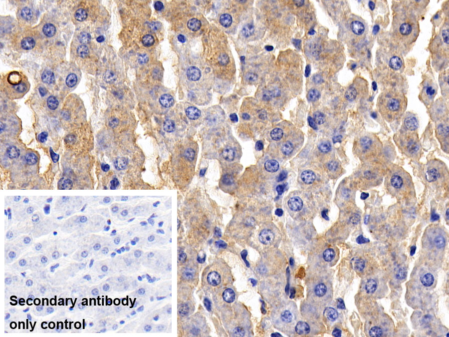 Polyclonal Antibody to Fibrinogen (FG)