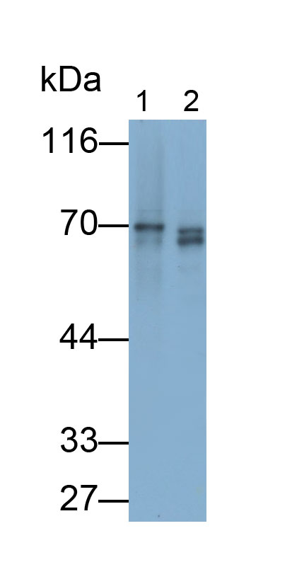 Polyclonal Antibody to Fibrinogen (FG)