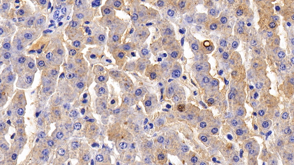 Polyclonal Antibody to Fibrinogen (FG)