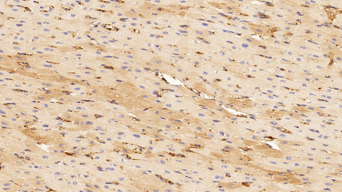 Polyclonal Antibody to Fibrinogen (FG)