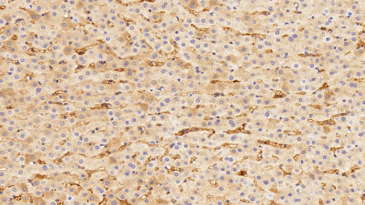 Polyclonal Antibody to Fibrinogen (FG)