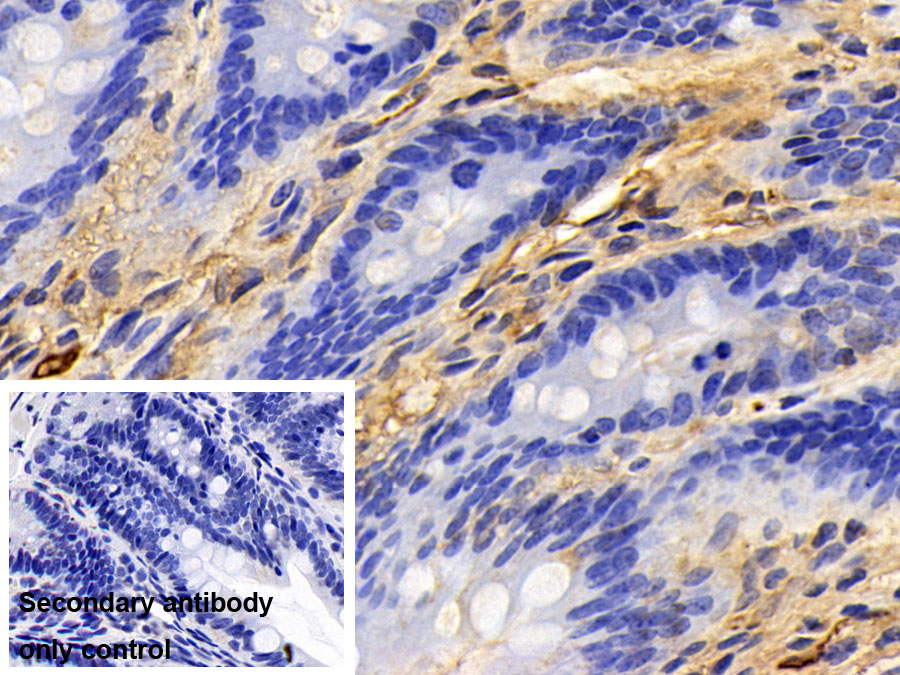 Polyclonal Antibody to Fibrinogen (FG)