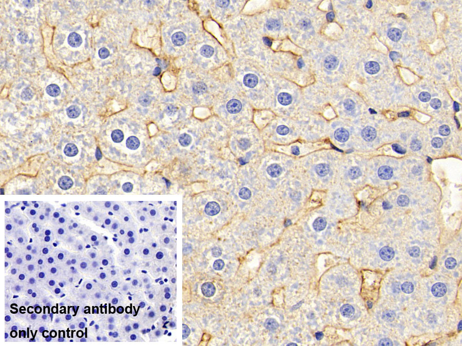 Polyclonal Antibody to Fibrinogen (FG)